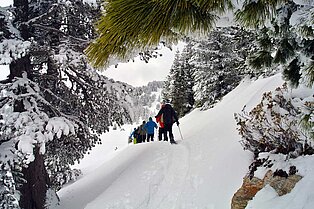 Gruppe Schneeschuwanderer von hinten die sich ihren Weg durch den lichten Wald ebnen