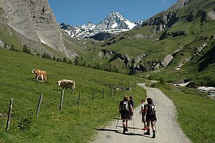 Mama, Papa und die zwei Kinder wandern über den Schotterweg entlang der Wiesen mit Kühen durch die Berge