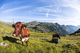 Grüne Wiese am Berg, strahlendblauer Himmel und eine Neugierige junge Kuh schaut direkt in die Kamera