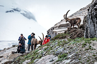 Gruppe von Naturfotografen stehen am Felsigen Berg- unmittelbar vor ihnen zwei majestätische Steinböcke
