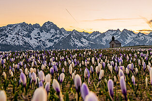 flache Nahaufnahme einer Krokuswiese bei SOnnenaufgang hoch obern am Berg- Im Hintergrund Berggipfel und einen kleine urige Steinkapelle